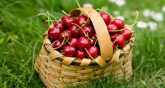 جوشانده دم گیلاس و کاکل ذرت ؛ دم گیلاس و کاکل ذرت برای جوشانده