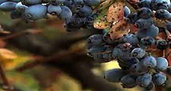 جوشانده زرشک سیاه ؛ جوشانده زرشک سیاه برای درمان یبوست