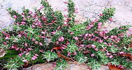 خاصیت انزروت و خواص مصرف انزروت برای جنین زنان باردار چیست خاصیت انزروت ؛ خواص مصرف انزروت برای جنین زنان باردار چیست