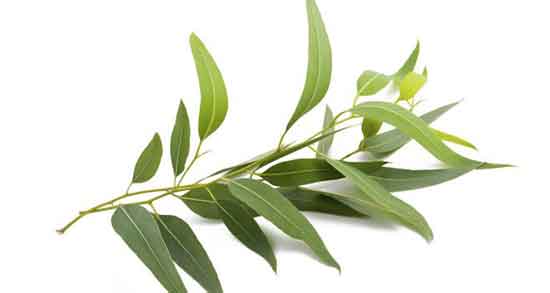 خاصیت برگ اکالیپتوس ؛ خواص برگ اکالیپتوس برای سرماخوردگی اطفال