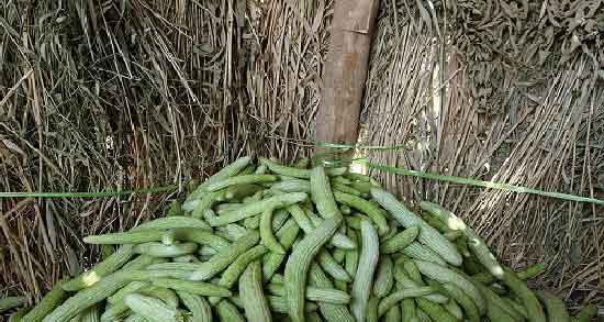 خاصیت خیار چنبر در بارداری ؛ کمک به رشد جنین با خوردن خیار چنبر