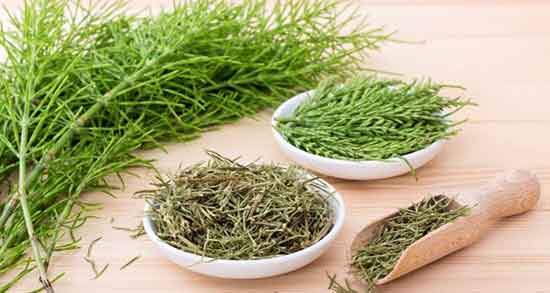 خاصیت دم اسب ؛ خواص استفاده از گیاه دم اسب برای کودکان