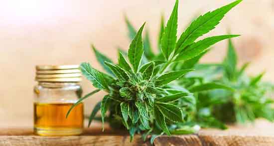 خاصیت روغن شاهدانه ؛ فواید روغن شاهدانه برای پوست صورت