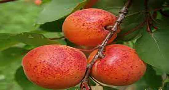 خاصیت زردآلو خشک ؛ خواص مصرف زردالو خشک برای درمان کبد چرب