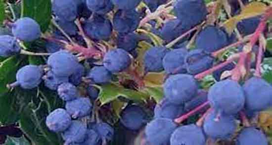 خاصیت زرشک سیاه ؛ خواص مصرف زرشک سیاه برای درمان کبد چرب