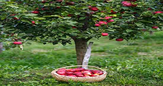 خاصیت سیب درختی ؛ فواید مصرف سیب درختی برای درمان اسهال