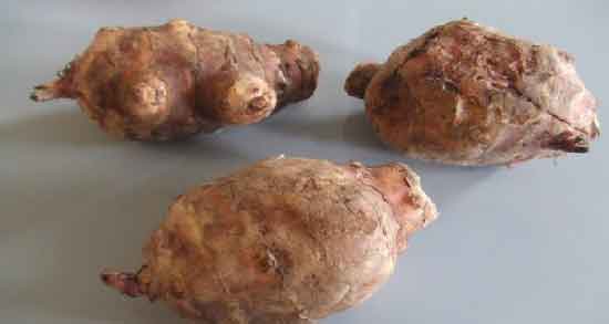 خاصیت سیب زمینی ترشی و آشنایی با خاصیت درمانی و دارویی سیب زمینی ترشی خاصیت سیب زمینی ترشی ؛ آشنایی با خاصیت درمانی و دارویی سیب زمینی ترشی