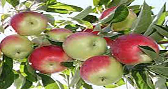 خاصیت سیب گلاب در بارداری ؛ ایا خوردن سیب گلاب برای زنان باردار مفیده
