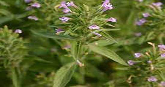 خاصیت عرق کاکوتی و خواص مصرف عرق کاکوتی برای پوست صورت خاصیت عرق کاکوتی ؛ خواص مصرف عرق کاکوتی برای پوست صورت