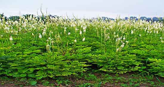 خاصیت کوهوش سیاه ؛ فواید مصرف کوهوش سیاه برای پوست بدن