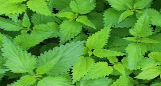 خاصیت گزنه ؛ فواید مصرف گیاه گزنه برای درمان عفونت رحم زنان