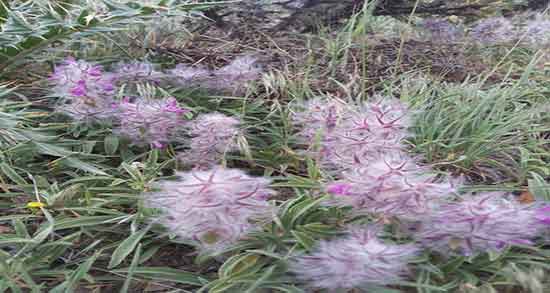 خاصیت گل کوفته و خواص مصرف گل کوفته برای درمان سنگ کلیه خاصیت گل کوفته ؛ خواص مصرف گل کوفته برای درمان سنگ کلیه