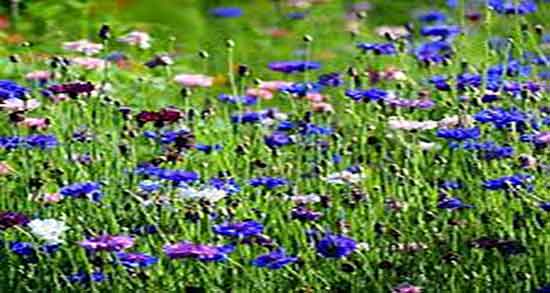 خاصیت گل گندم ؛ خواص استفاده از گل گندم برای تقویت نور چشم