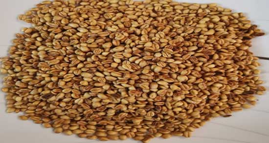 خاصیت گندم بو داده شده ؛ فواید مصرف گندم بو داده شده چیست