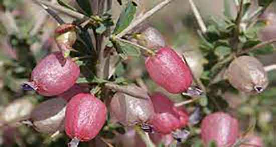 خواص انزروت برای رحم ؛ فواید مصرف انزروت برای عفونت رحم