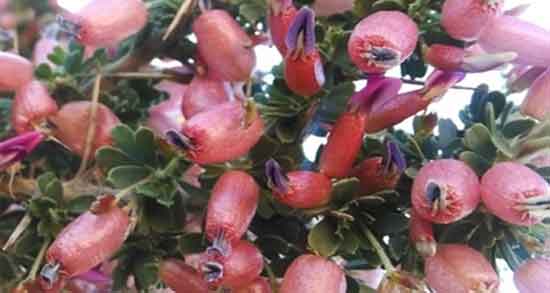 خواص انزروت برای سرفه و ایا انزروت برای گلو درد کودکان مفید است خواص انزروت برای سرفه ؛ ایا انزروت برای گلو درد کودکان مفید است