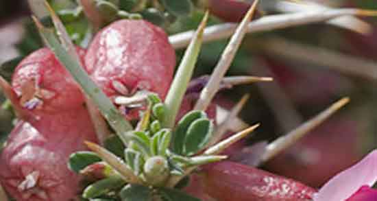 خواص انزروت برای نوزادان و ایا دادن انزروت برای زردی نوزادان مفیده خواص انزروت برای نوزادان ؛ ایا دادن انزروت برای زردی نوزادان مفیده