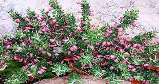 خواص انزروت برای پوست و خاصیت مصرف انزروت برای شفافی پوست خواص انزروت برای پوست ؛ خاصیت مصرف انزروت برای شفافی پوست