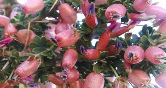 خواص انزروت برای چاق شدن ؛ ایا انزروت برای چاقی بدن مفید است