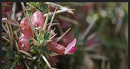 خواص انزروت برای یبوست و ایا انزروت برای یبوست کودکان مفید است خواص انزروت برای یبوست ؛ ایا انزروت برای یبوست کودکان مفید است