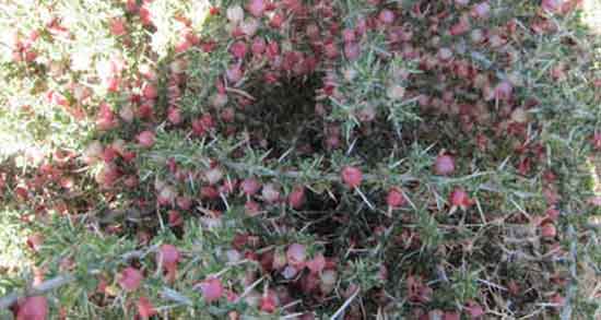 خواص انزروت در طب سنتی و فواید مصرف انزروت برای نوزادان در طب سنتی خواص انزروت در طب سنتی ؛ فواید مصرف انزروت برای نوزادان در طب سنتی