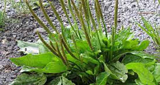 خواص بارهنگ برای نوزاد ؛ استفاده از بارهنگ برای نوزاد یک ماهه