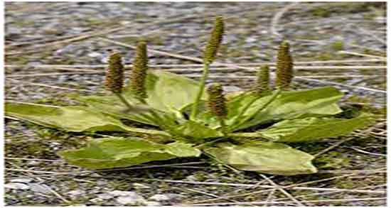 خواص بارهنگ برای کودکان و فواید بارهنگ و عرق نعناع برای اطفال خواص بارهنگ برای کودکان ؛ فواید بارهنگ و عرق نعناع برای اطفال