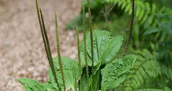 خواص بارهنگ برای یبوست و خواص بارهنگ برای درمان یبوست اطفال خواص بارهنگ برای یبوست ؛ خواص بارهنگ برای درمان یبوست اطفال