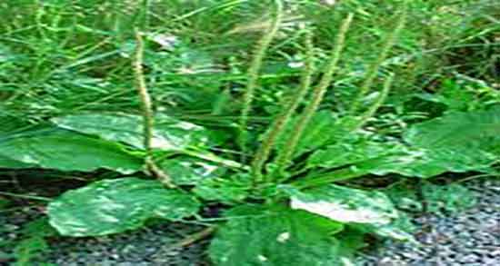 خواص بارهنگ در بارداری و ایا مصرف بارهنگ برای زنان باردار مفید است خواص بارهنگ در بارداری ؛ ایا مصرف بارهنگ برای زنان باردار مفید است