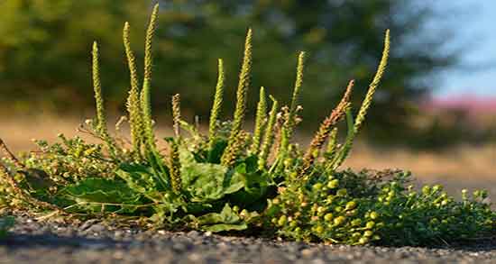 خواص بارهنگ در قاعدگی ؛ فواید مصرف بارهنگ در دوران پریودی زنان