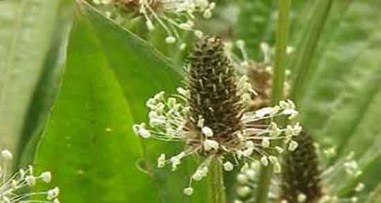 خواص بارهنگ و بالنگو و خاصیت مصرف دمنوش بارهنگ و بالنگو چیست خواص بارهنگ و بالنگو ؛ خاصیت مصرف دمنوش بارهنگ و بالنگو چیست