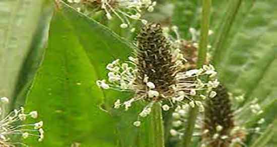 خواص بارهنگ و عرق نعنا و ایا ترکیب بارهنگ و عرق نعنا برای معده مفیده خواص بارهنگ و عرق نعنا ؛ ایا ترکیب بارهنگ و عرق نعنا برای معده مفیده