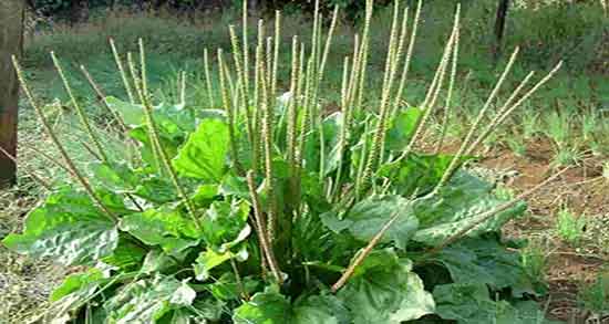 خواص بارهنگ و عرق نعناع برای معده ؛ مصرف بارهنگ و عرق نعناع برای نوزاد