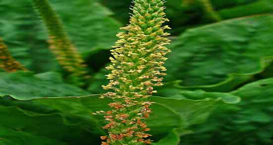 خواص بارهنگ و قدومه ؛ فواید مصرف بارهنگ و قدومه برای کبد چرب