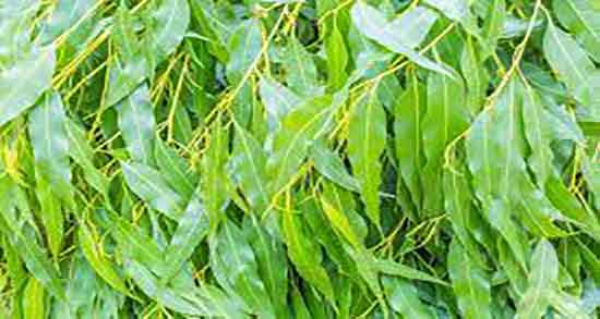 خواص برگ اکالیپتوس برای سرماخوردگی ؛ برگ اکالیپتوس برای گلو درد