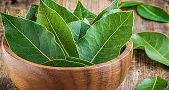 خواص برگ اکالیپتوس برای عروس هلندی ؛ بر درخت برای عروس هلندی