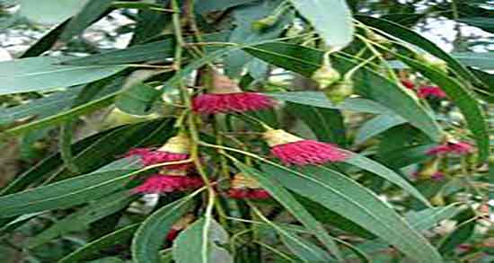 خواص برگ اکالیپتوس برای پوست ؛ فواید برگ اکالیپتوس برای پوست و مو