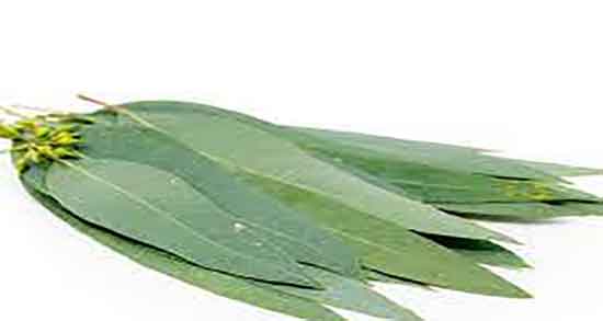 خواص برگ اکالیپتوس برای پوست و مو ؛ فواید روغن اکالیپتوس برای پوست