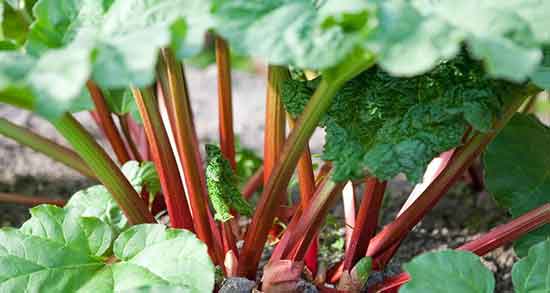 خواص برگ ریواس برای کرونا و کبد و رنگ مو + خواص دمنوش ریواس خواص برگ ریواس ؛ برای کرونا و کبد و رنگ مو + خواص دمنوش ریواس