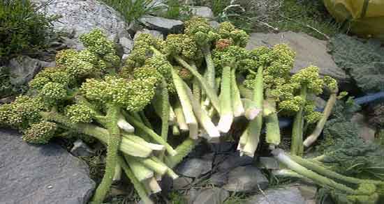 خواص برگ ریواس چیست ؛ فواید برگ ریواس از نظر طب سنتی چیست