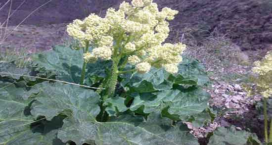 خواص برگ ریواس کوهی و فواید مصرف برگ ریواس کوهی برای رنگ مو خواص برگ ریواس کوهی ؛ فواید مصرف برگ ریواس کوهی برای رنگ مو