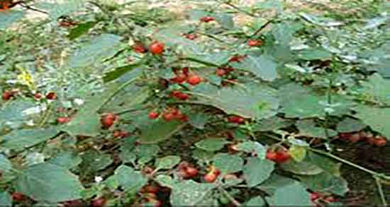 خواص تاجریزی برای یبوست ؛ مصرف تاجریزی برای درمان یبوست کودکان
