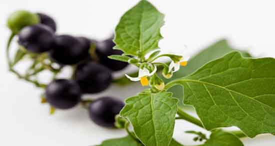 خواص تاجریزی در طب سنتی ؛ فواید مصرف تاجریزی از نظر طب سنتی