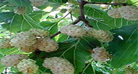 خواص توت برای جنین و ایا خوردن شاه توت جنین را زیبا میکند یا نه خواص توت برای جنین ؛ ایا خوردن شاه توت جنین را زیبا میکند یا نه