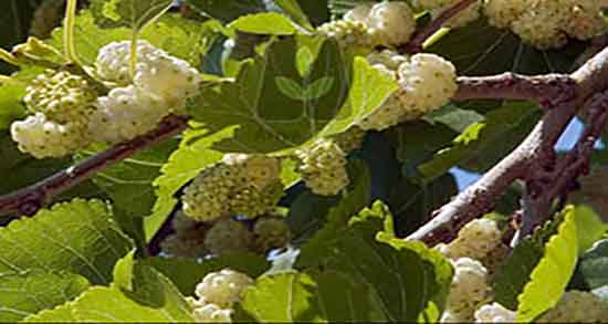 خواص توت برای زن باردار و فواید مصرف توت خشک سفید برای زنان خواص توت برای زن باردار ؛ فواید مصرف توت خشک سفید برای زنان