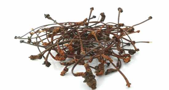 خواص جوشانده دم گیلاس ؛ فواید استفاده از دمنوش دم گیلاس چیست