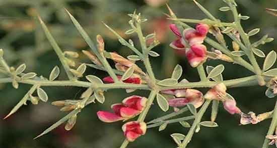 خواص خارشتر ؛ برای کبد و عفونت و بواسیر و کلیه و دام و لاغری