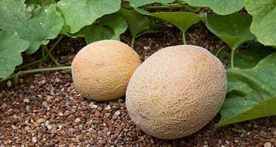 خواص خربزه ملون در بارداری ؛ فواید مصرف خربزه ملون برای زنان باردار