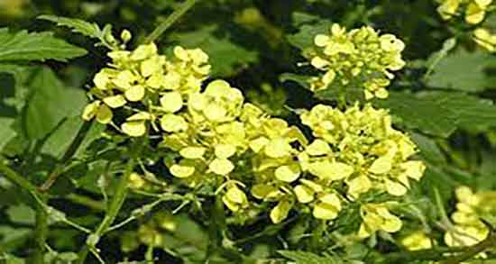 خواص خردل برای کبد ؛ فواید مصرف سس خردل برای درمان چربی کبد