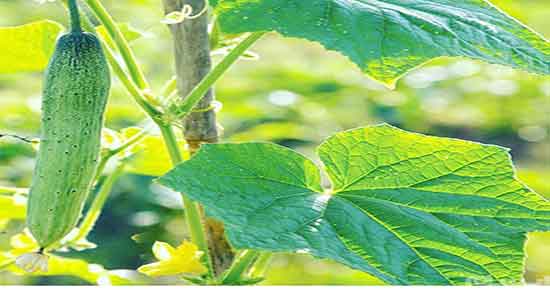 خواص خیار سبز برای بدن و ایا خوردن خیار سبز برای کم خونی مفید است خواص خیار سبز برای بدن ؛ ایا خوردن خیار سبز برای کم خونی مفید است